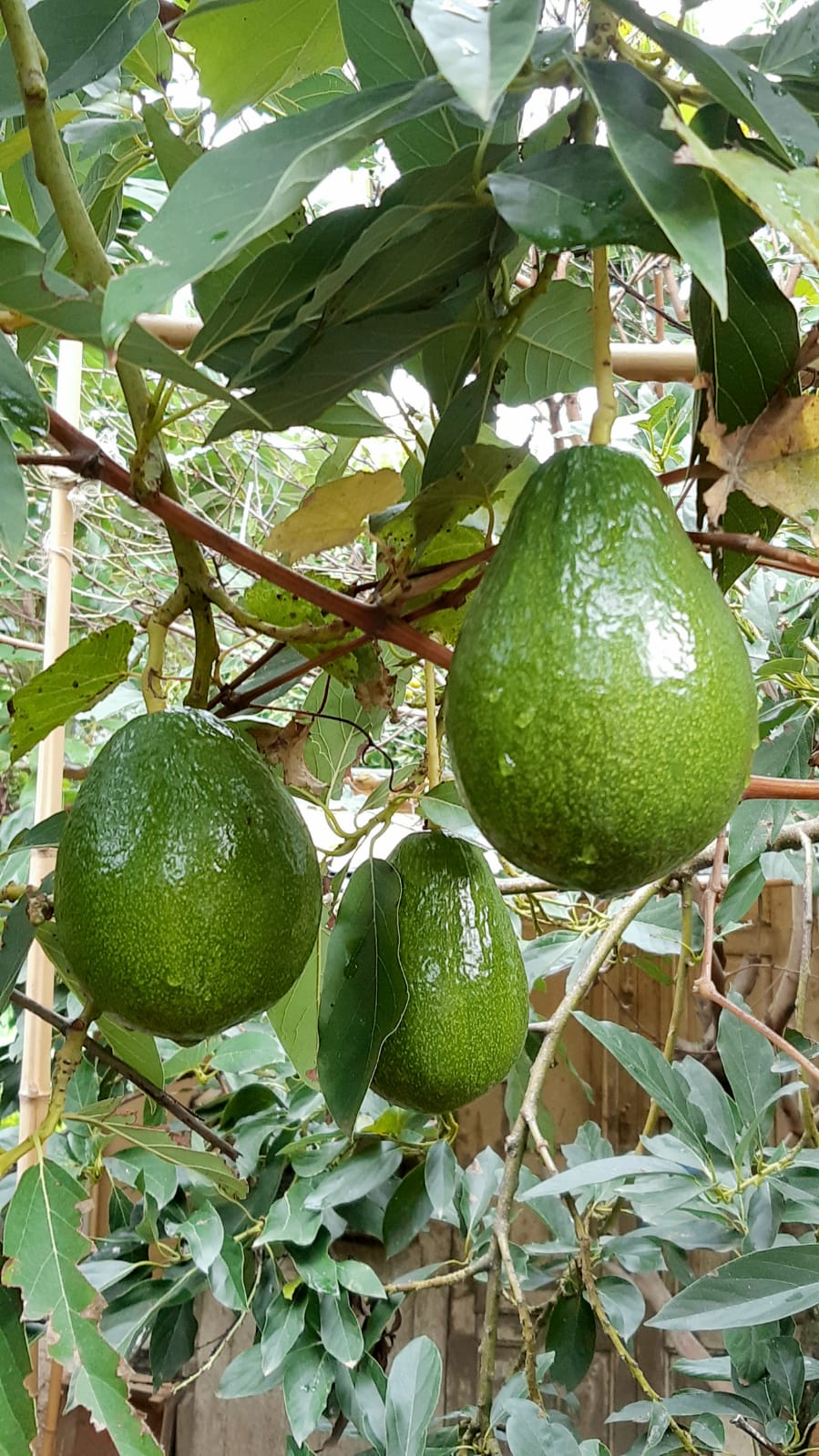 AVOCADO SICILIA BIO