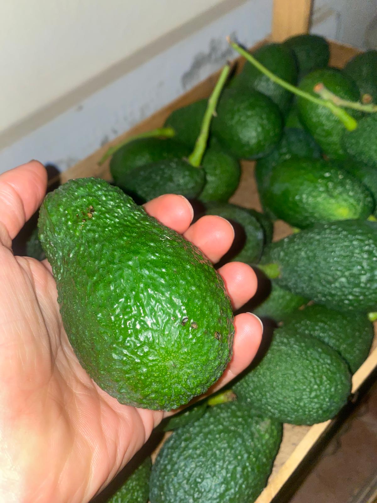 AVOCADO SICILIA BIO - immagine 4