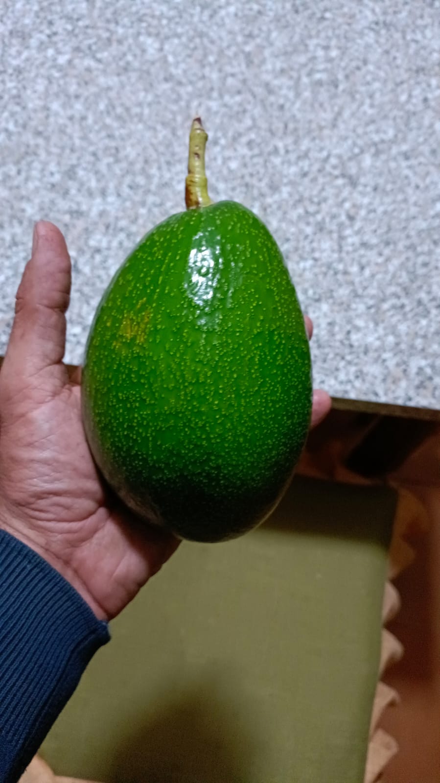 AVOCADO SICILIA BIO - immagine 3