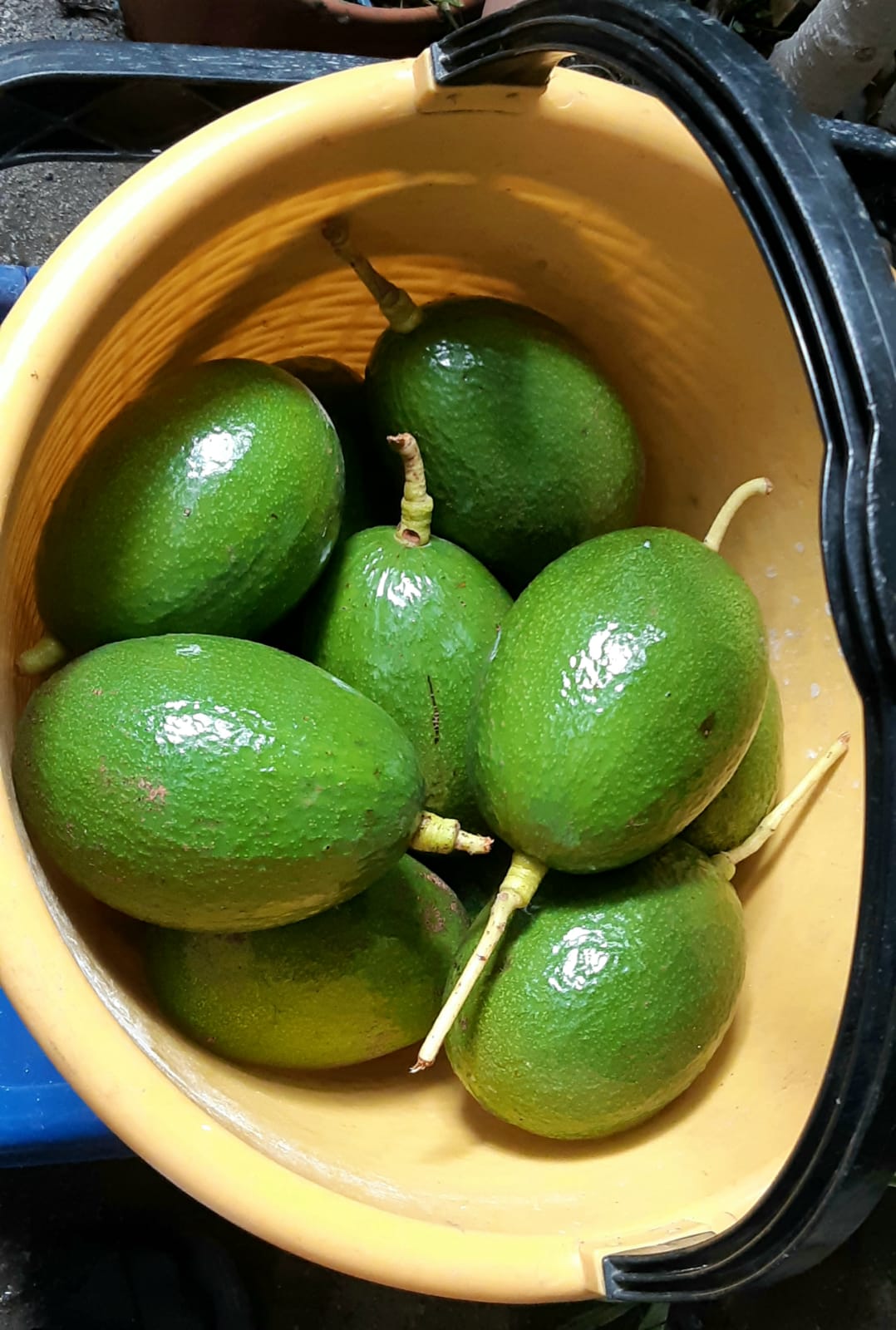 AVOCADO SICILIA BIO - immagine 2