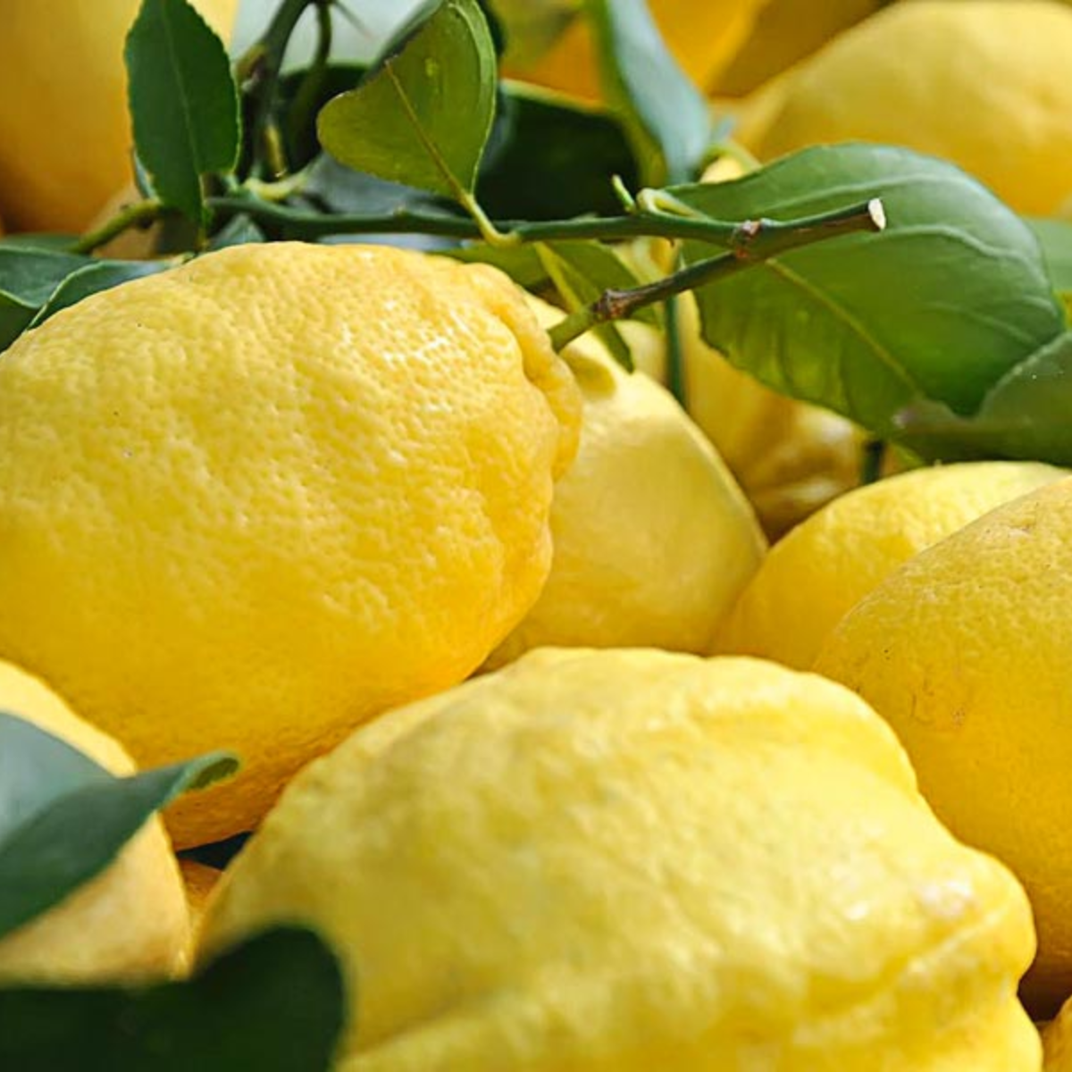 Limoni Siciliani BIO | GenuinEat